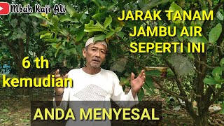 CARA TANAM JAMBU AIR AGAR  6 th  KEMUDIAN ANDA TIDAK MENYESAL