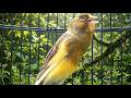 Som de Canário Amarelo: Canario Belga Esquentando Rápido Treinamento Profissional #treinarcanario