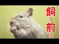 【デグー】獣医師が教える飼い方について