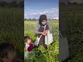 A day in my life | Main ke kebun sayuran indonesia di hamamatsu jepang #kehidupandijepang#tikataki