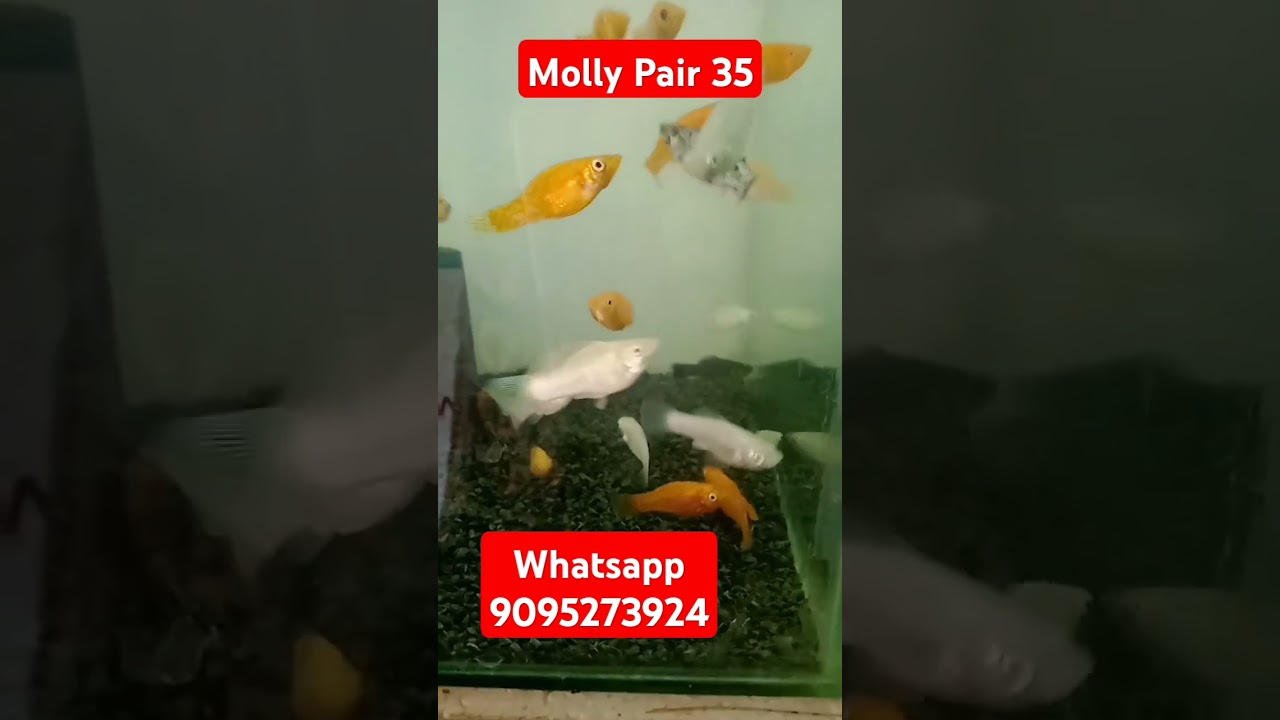 Molly fish for Sale..pair 35 Shipping available..|subscribe for more video 
