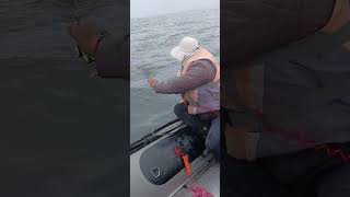 Pequeño tiburon en costas chilena