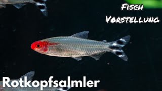 Rotkopfsalmler - Hemigrammus (Petitella) bleheri  | Liquid Nature Fisch Vorstellung by Liquid Nature 1,970 views 15 hours ago 8 minutes, 52 seconds