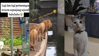 kompilasi video lucu bikin ketawa ngakak