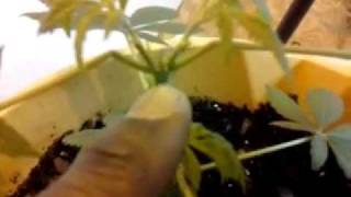 Zoey..lemon Kush Seed...male Female??? First Grow