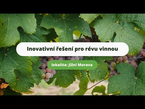 Video: Hnojení vinné révy – zjistěte více o rostlinné potravě pro hrozny