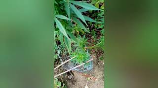 Abandoned bag seed guerilla grow uk 2020