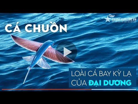 Video Cá Chuồn, Loài Cá Bay Kỳ Lạ Của Đại Dương - youtube