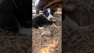 Saddest Ever Puppy Just Looking For Attention! | Puppy Gives Uncontrollable Smile After Meeting Us 🥺