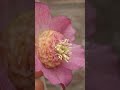 吉田園芸さんの厳選開花株🏵　#クリスマスローズ #helleborus #garden #flowers