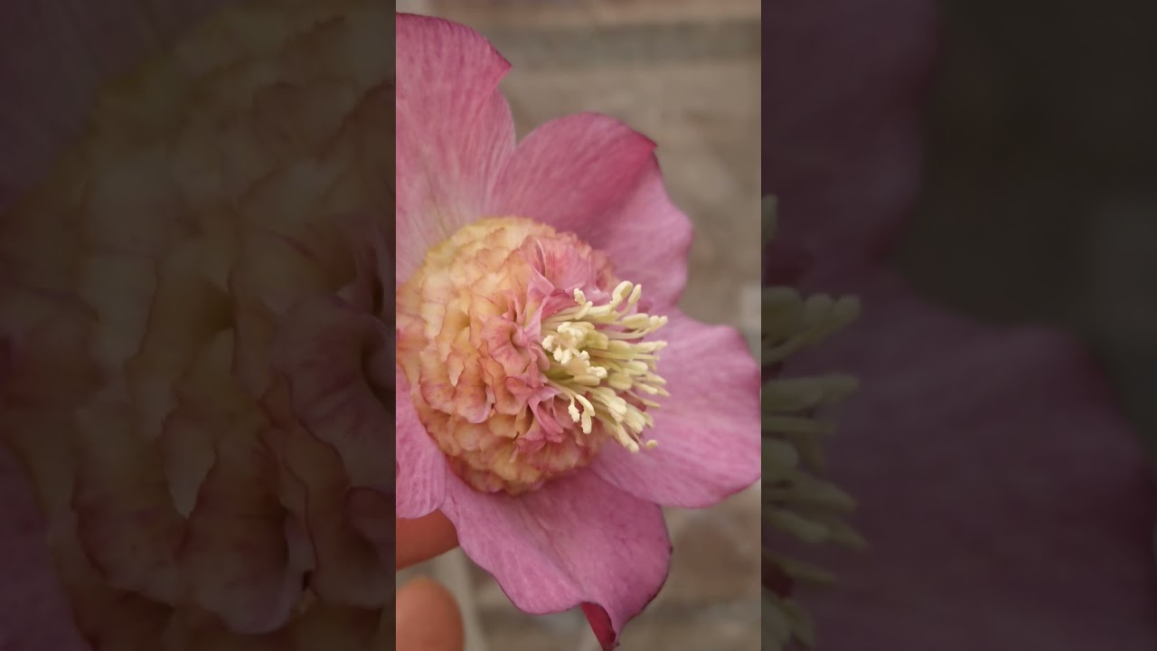 K*i様 クリスマスローズ/吉田園芸 吉田園芸さんの厳選開花株🏵 #クリスマスローズ #helleborus #garden