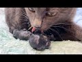 Rescue cat Grace gives birth for the last time!