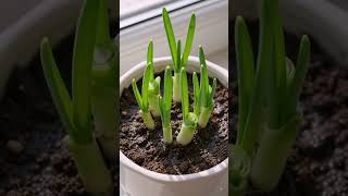 🌿 5 Easy Plants You Can Grow At Home! 🏡✨ #shorts