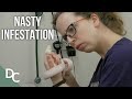 Can The Vets Save A Python With A Nasty Infestation | Inside The Vets | S1E02 | Documentary Central