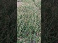 #Onioncrop#Maturesize#Bulbcrop#Properspace#90Daycrop#villagelife#Organiccrop#wintercrop#shorts