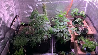 Garden Update!! More to come 👍🏼