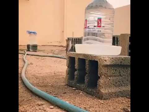 في كل كبد رطب صدقة