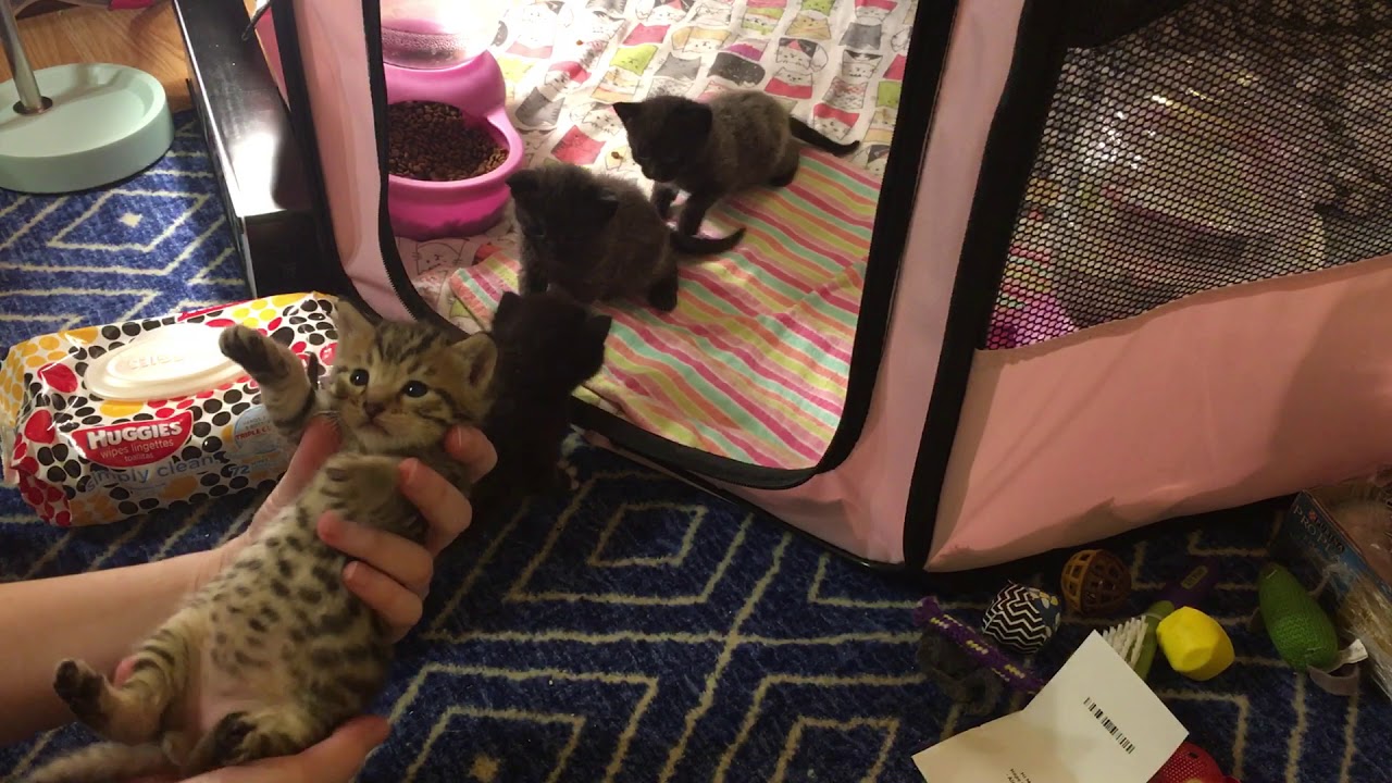 kitten playpen