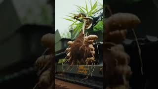Future Farming Begins Here Ginger Harvest Watch Fresh Roots Grow