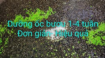 Dưỡng ốc giống từ lúc mới nở đến 4 tuần đơn giản hiệu quả| #16