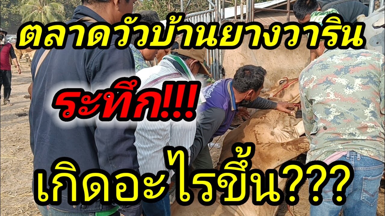 ด่วน!!! ตลาดวัวบ้านยางวารินฯ  นัดนี้คนซื้อหายไปใหน ทำใหมเงียบ?!