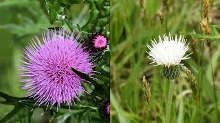 山野草・春編#55　ノアザミとその仲間たち