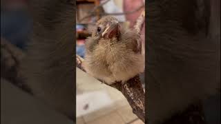 Wake-up!  Feed-me!  A baby cardinal that we found after a storm wants to be fed.