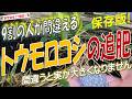 【トウモロコシ栽培】追肥の時期と与え方を完全解説！（追肥のタイミングと追肥の量で収穫量が激変する）