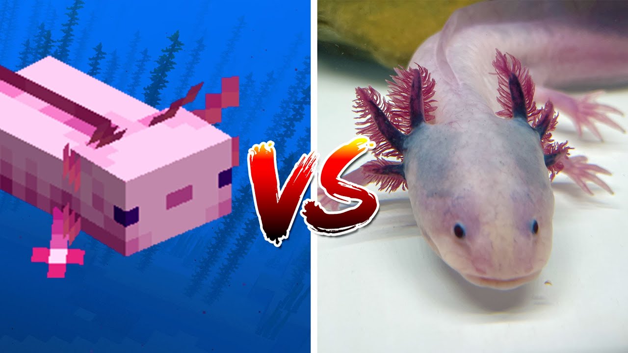 Axolotl In Minecraft Vs Real Life Youtube