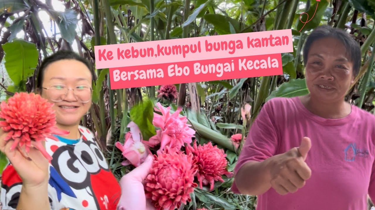 Kumpul bunga Kantan (Bungai kecala & Buah Kecala) // Bersama Ebo Bungai Kecala nang stidi!!