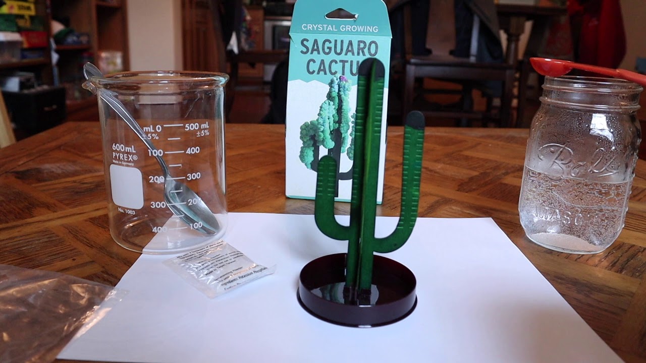 How To Grow A Crystal Cactus Youtube