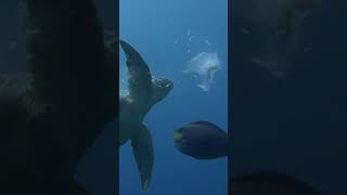 Sea Turtle eats a jellyfish #shorts #turtle