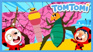 Gigantic Insects🦗🦋 | Unusual Insects | Unusual Series | Insect Song | Kids Song | TOMTOMI