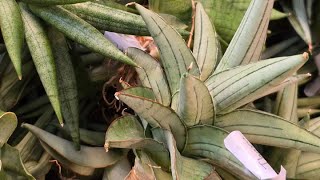 Sansevierias for March's Pre-Orders 2024 by Thang Plants 325 views 1 day ago 11 minutes, 16 seconds