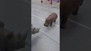 Hippo vs rhino, battle on the road 하마 vs 코뿔소, 도로 위 배틀