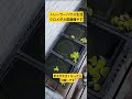 クロメダカ容器を増やす