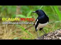 Kicauan Merdu Burung Murai Kampung