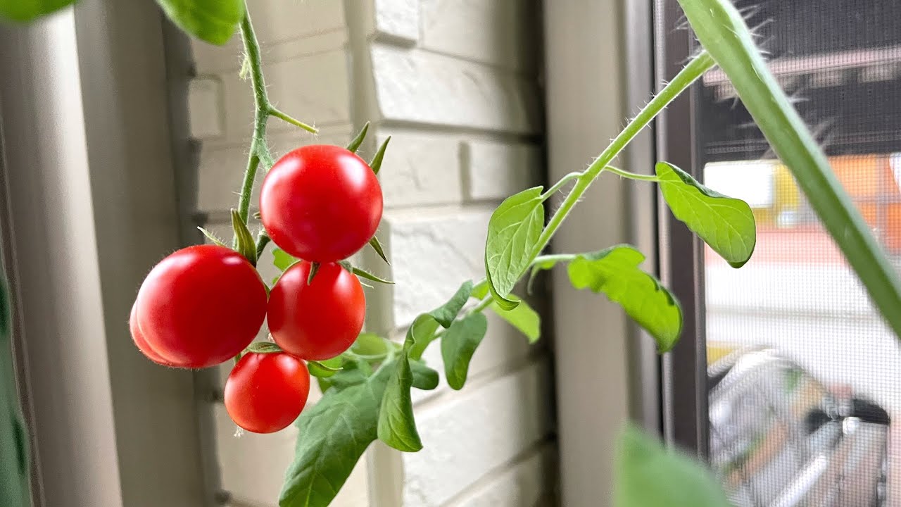 ペットボトルで育てるミニトマトの水耕栽培