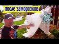 🔴🔴Как Виноград Пережил ЗАМОРОЗКИ