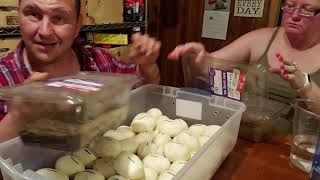 Burmese python pregnant WOW ( and how we deal with the eggs )