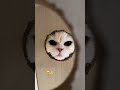 شوفو للاخر مرعب Funnycat قطط 