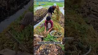 Bangladesh Farmers Growing Vegetables On Floating Farms