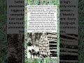 THE LOGGERS’ CEMETERY