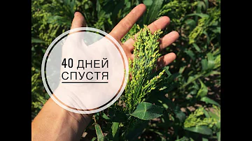 Просо 40 дней после посева . Когда косить  ???