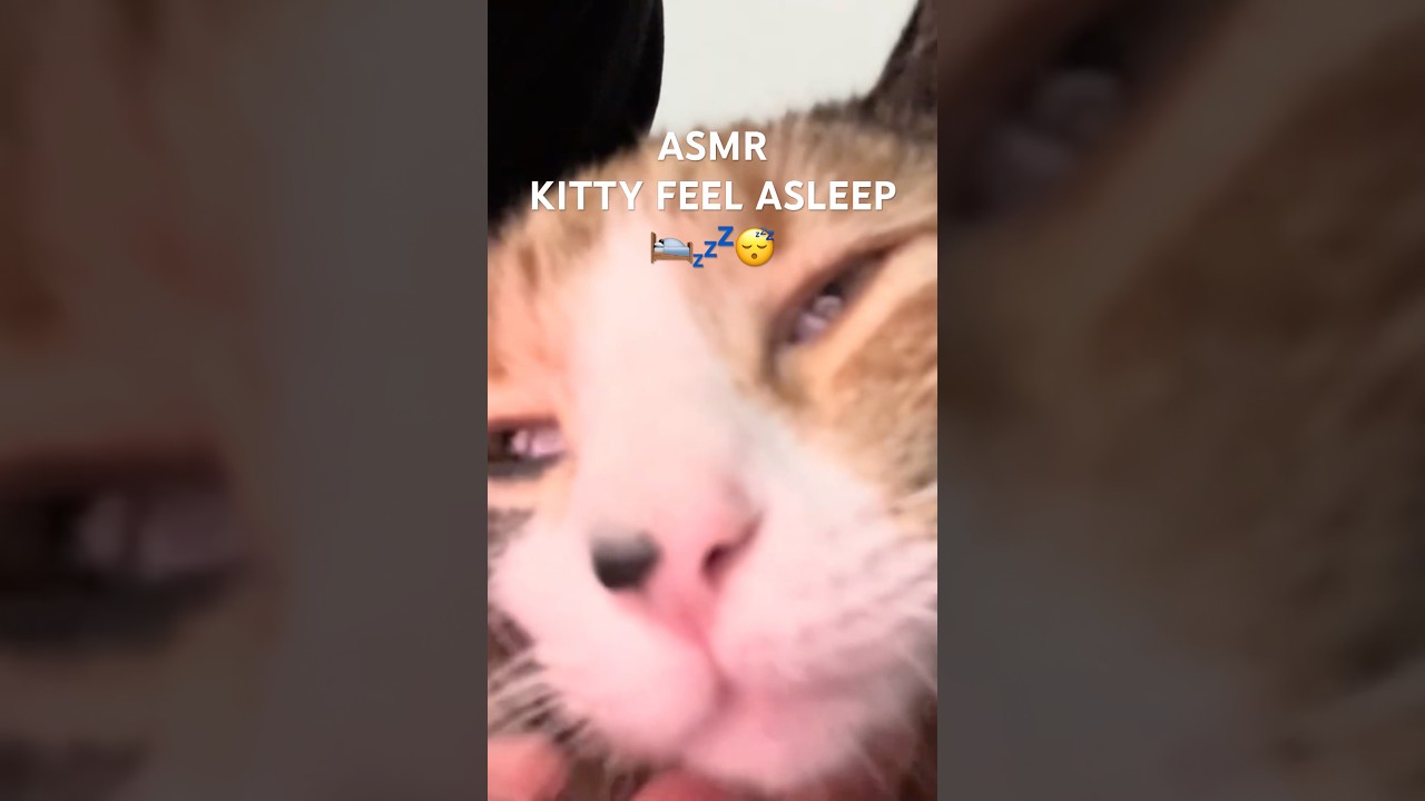 ASMR MY KITTY FEEL ASLEEP!😴😳🛌💤 