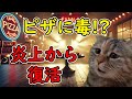 【猫ミーム】サイゼリヤ返金詐欺事件の真相！ピザに毒物混入からの大逆転劇
