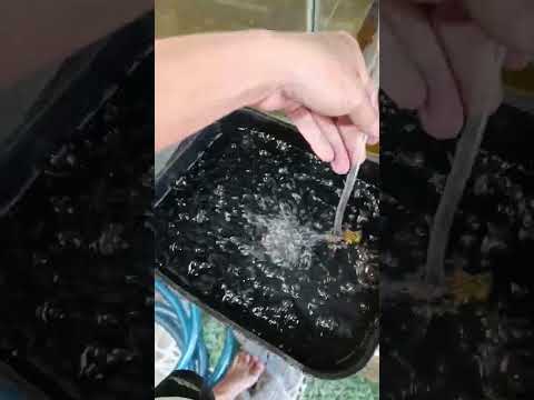 Video: Cách tốt nhất để loại bỏ mèo nước tiểu mùi từ thảm