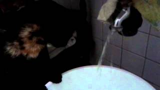 La Gata Missy Fuchis