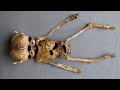 15 Mysterious Bone Discoveries That Shocked the World