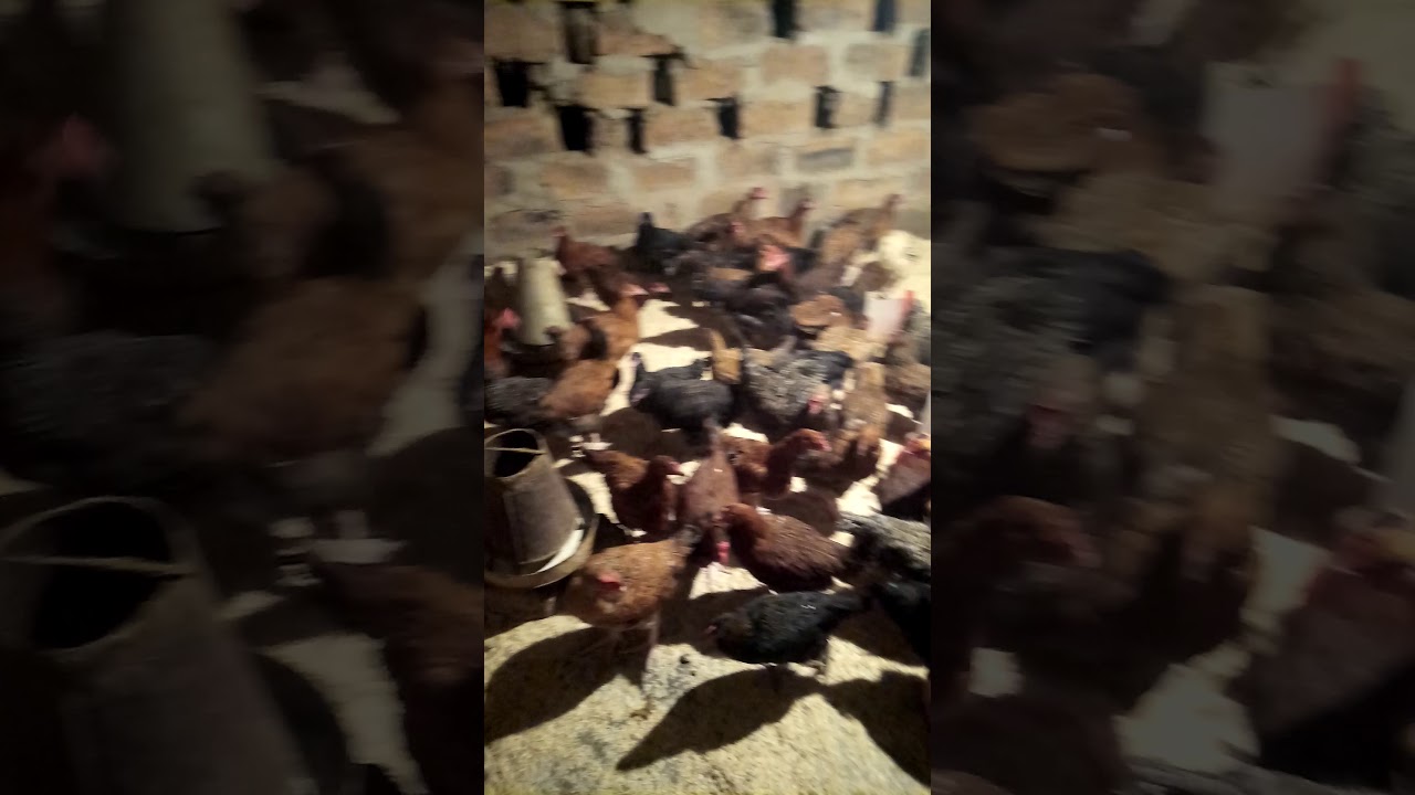 Village Chickens kept in poultry zambia YouTube